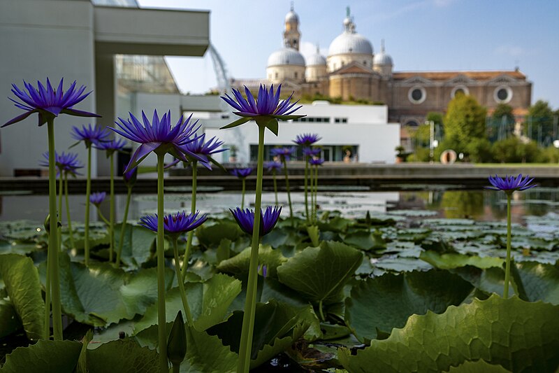 Orto botanico di Padova